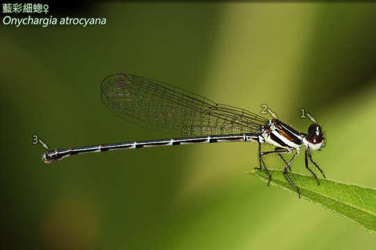 Image de Onychargia Selys 1865