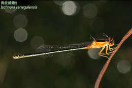 Image of forktail