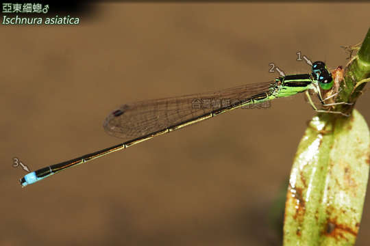 Ischnura asiatica (Brauer 1865) resmi