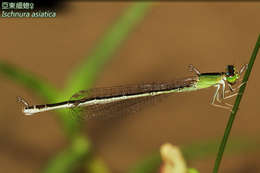 Image of Ischnura asiatica (Brauer 1865)