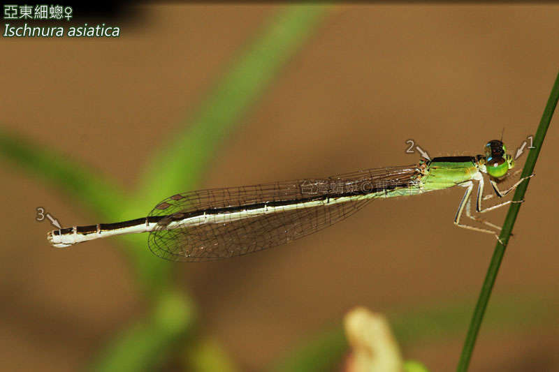 Image of Ischnura asiatica (Brauer 1865)