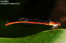 Image of Ceriagrion nipponicum Asahina 1967