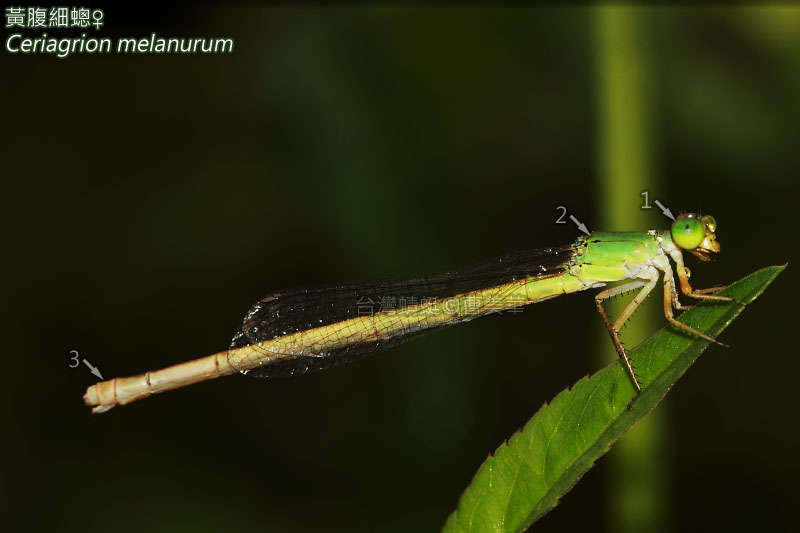 Image of Ceriagrion melanurum Selys 1876