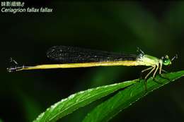 <i>Ceriagrion <i>fallax</i></i> fallax resmi