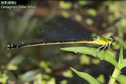 Image de <i>Ceriagrion <i>fallax</i></i> fallax