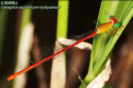 Image de <i>Ceriagrion auranticum ryukyuanum</i>