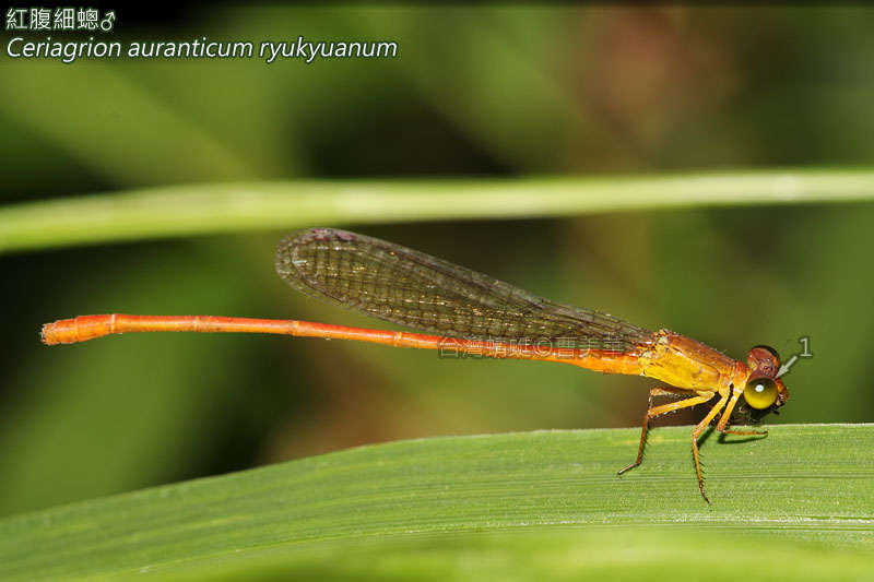 Image de <i>Ceriagrion auranticum ryukyuanum</i>