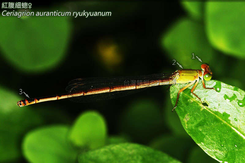 Image de <i>Ceriagrion auranticum ryukyuanum</i>