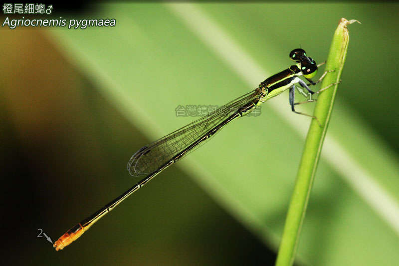 Image de Agriocnemis Selys 1877