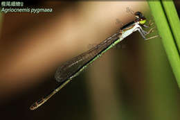 Agriocnemis Selys 1877 resmi