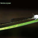 Image of <i>Agriocnemis femina oryzae</i>