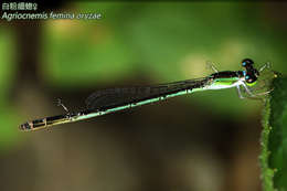 Agriocnemis femina (Brauer 1868) resmi