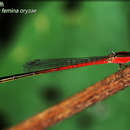 <i>Agriocnemis femina oryzae</i> resmi