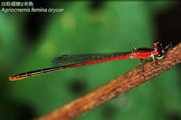 Agriocnemis femina (Brauer 1868) resmi