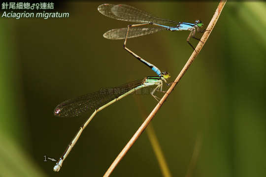 Image of Aciagrion Selys 1891