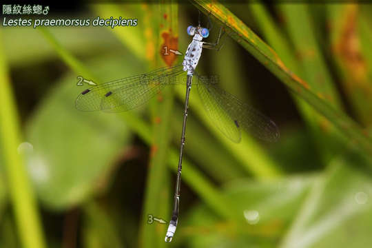 Image de <i>Lestes praemorsus decipiens</i>