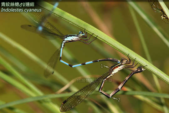 Image of Indolestes Fraser 1922