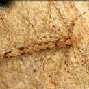 Image of <i>Sinolestes edita</i>