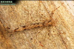 Image of <i>Sinolestes edita</i>