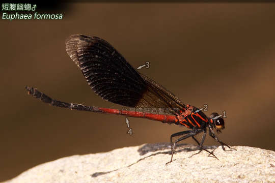 Image of Euphaea formosa Hagen ex Selys 1869