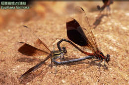 Image of Euphaea formosa Hagen ex Selys 1869