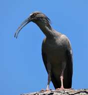 Image of Plumbeous Ibis