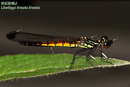 Image of jewel damselfly