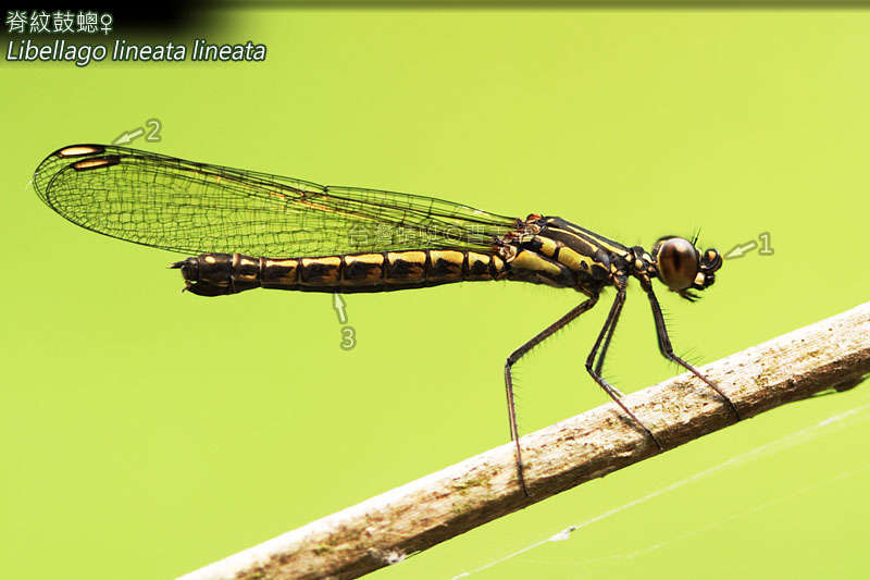 Image of jewel damselfly