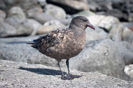 Image of Brown Skua