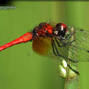 小紅蜻蜓的圖片