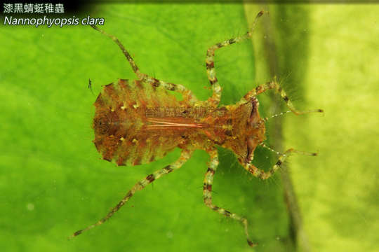 Imagem de Nannophyopsis Lieftinck 1935