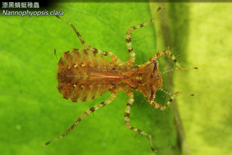 Image of Nannophyopsis Lieftinck 1935