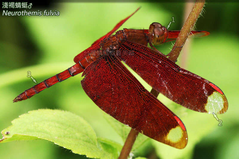 Imagem de Neurothemis Brauer 1867