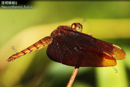 Image of Neurothemis Brauer 1867