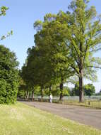 Image of Ulmus minor subsp. sarniensis (C. K. Schneider) C. A. Stace