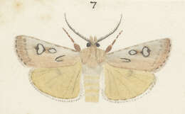 صورة Agrotis admirationis Guenée 1868