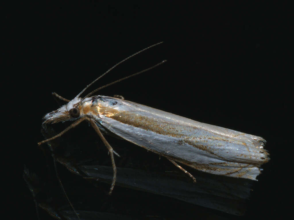 Image of Crambus uliginosellus Zeller 1850