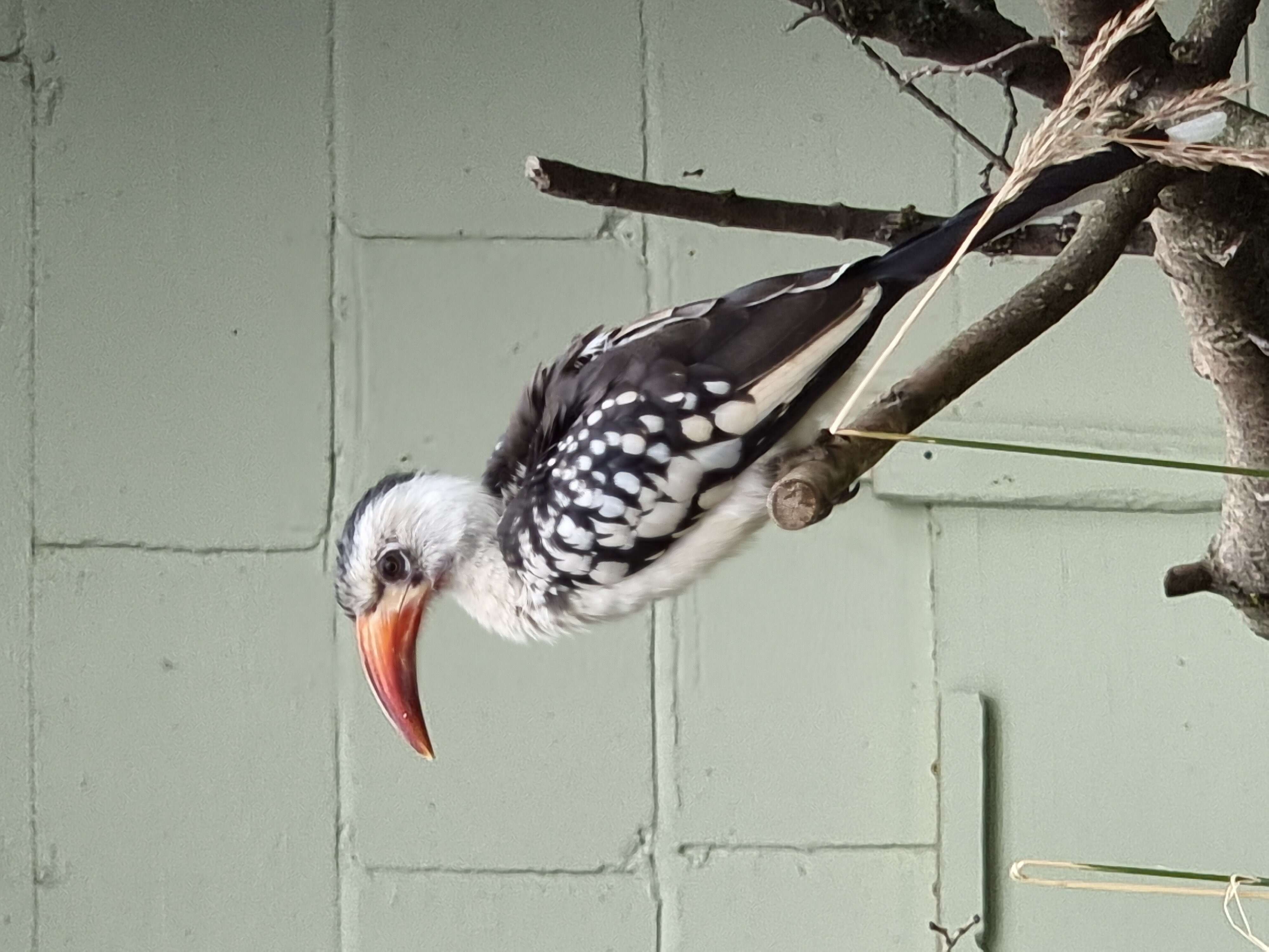 Image of Northern Red-billed Hornbill