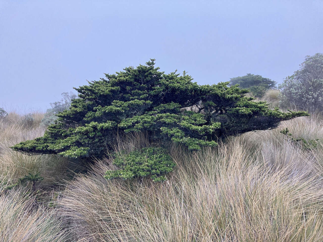 Escallonia myrtilloides L. fil. resmi