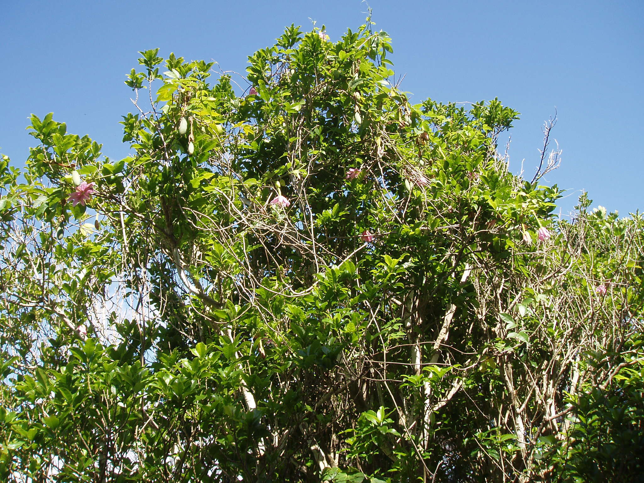 Imagem de Passiflora tarminiana Coppens & V. E. Barney