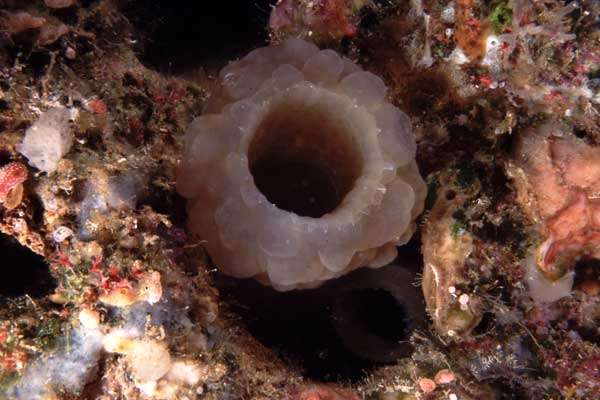 Image of <i>Ascidiidae crevice white</i>