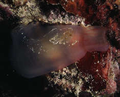 Image of Grey sea squirts