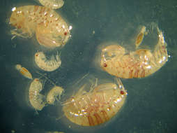 Image of Grey sea squirts