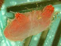 Image of Grey sea squirts