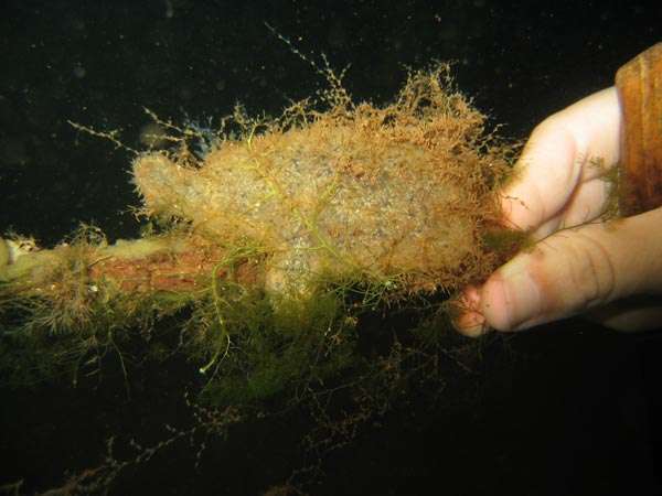 Image of Grey sea squirts