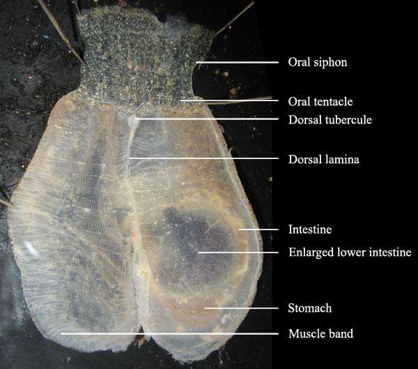 Image of Grey sea squirts