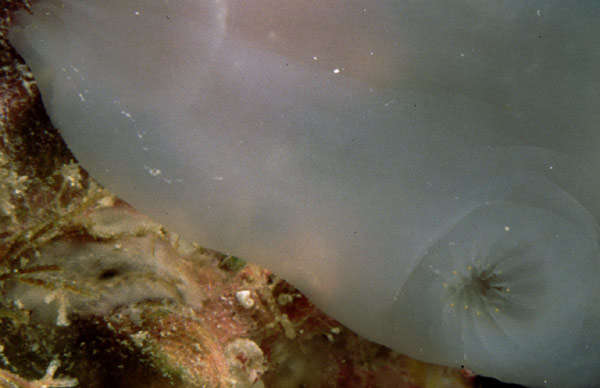 Image of <i>Ascidia translucent white</i>