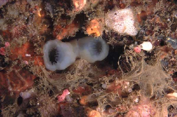 Image of white ascidian