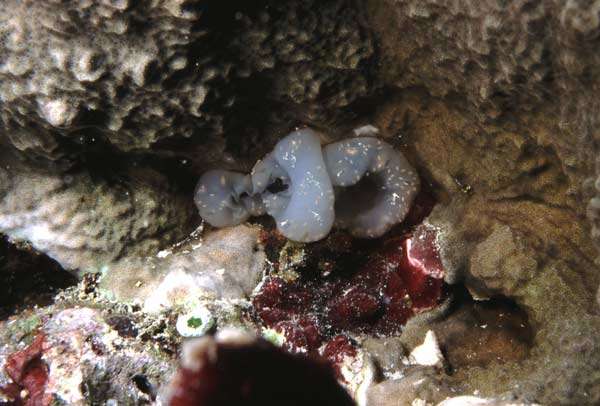 Image of white ascidian