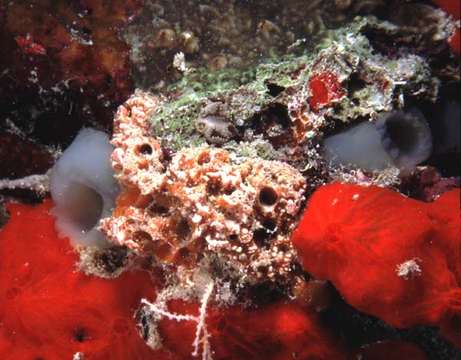 Image of white ascidian